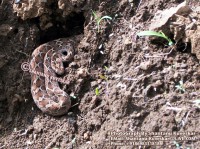/album/snakes/snake-2-saw-scaled-viper-photograph-by-shantanu-kuveskar-jpg/